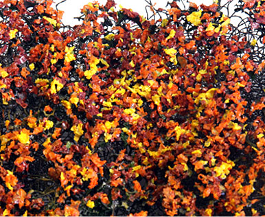 AUTUMN MIX MICRO-PHLOX 5