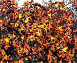 AUTUMN MIX MICRO-PHLOX 5