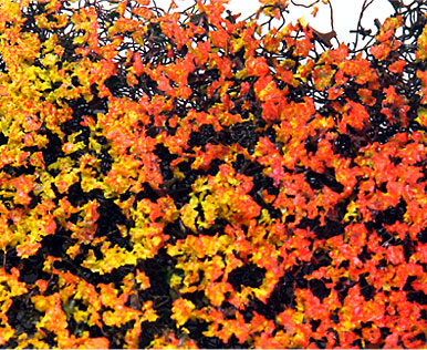 GOLD & ORANGE MICRO-PHLOX 5
