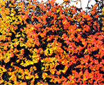 GOLD & ORANGE MICRO-PHLOX 5