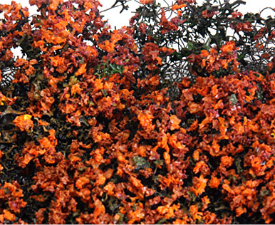 RUSTY-RED MICRO-PHLOX 5