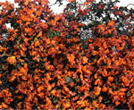 RUSTY-RED MICRO-PHLOX 5