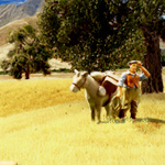 Sale_California Golden Grass