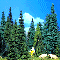 BIG 15-PIECE PINE & FIR SET - 6