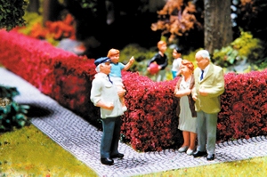 RED BARBERRY HEDGES