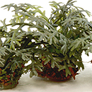 WILD FERN PLANTS/4 PLANTS