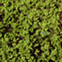 SPRING TONE FOLIAGE FIBER