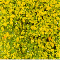 GOLDENROD YELLOW FOLIAGE