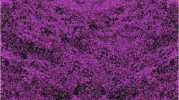 WILD VIOLET DECOGRASS(TM)