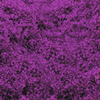 WILD VIOLET DECOGRASS(TM)
