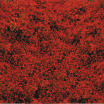 RED CLOVER DECOGRASS(TM)