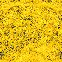 GOLDENROD DECOGRASS(TM)