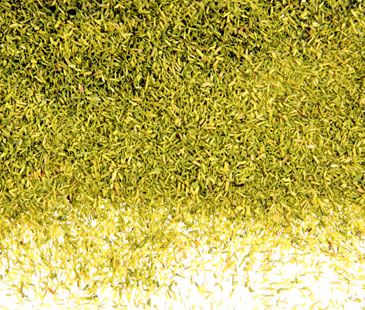 LIGHT GREEN 'CELLULEAF'
