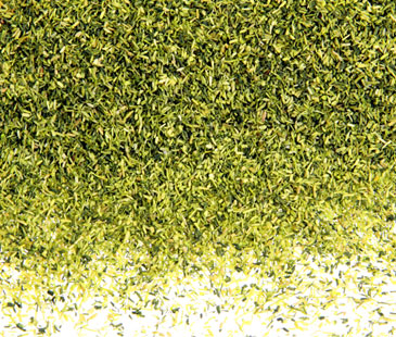 MEDIUM GREEN 'CELLULEAF'