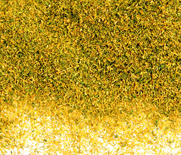 AUTUMN GOLD 'CELLULEAF'