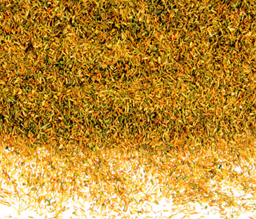 AUTUMN BLEND 'CELLULEAF'