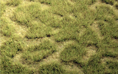SPRING TUFTGRASS 17