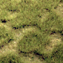 SPRING TUFTGRASS 17