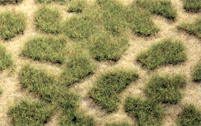 SUMMER TUFTGRASS 17