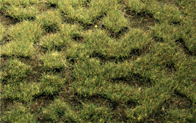 MOORLAND TUFTGRASS 17