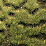 MOORLAND TUFTGRASS 17