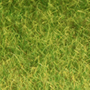 PASTURE TURFGRASS 17