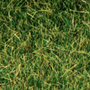 SUMMER GREEN TURFGRASS 17