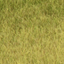 SAVANNAH TURFGRASS 17