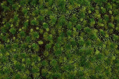 SWAMP WEED STRUCTUREGRASS
