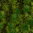 SWAMP WEED STRUCTUREGRASS