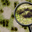 GREEN GRASSLAND 5