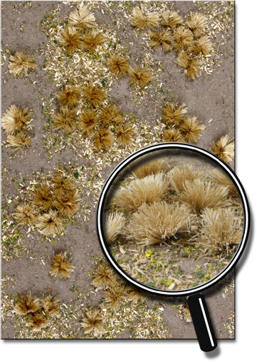 GOLDEN GRASSLAND 5