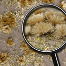 GOLDEN GRASSLAND 5