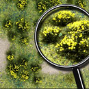 YELLOW FLOWERING MEADOW  5