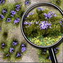 PURPLE FLOWERING MEADOW  5