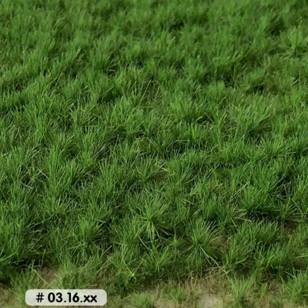 GRASS TUFTS PASTURE SPRING - LONG