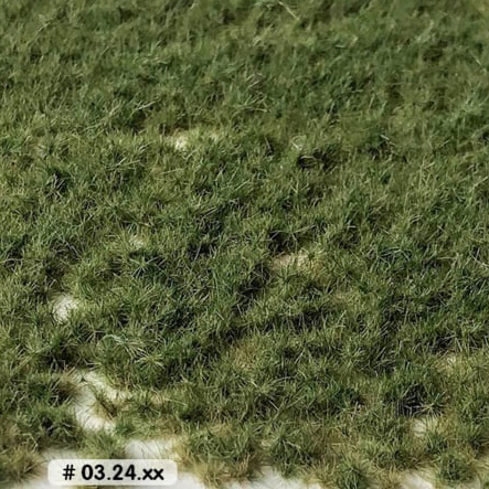 GRASS TUFTS PASTURE SUMMER - SHORT