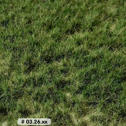 LONG GRASS TUFTS PASTURE SUMMER