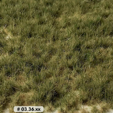 LONG GRASS TUFTS PASTURE SUMMER