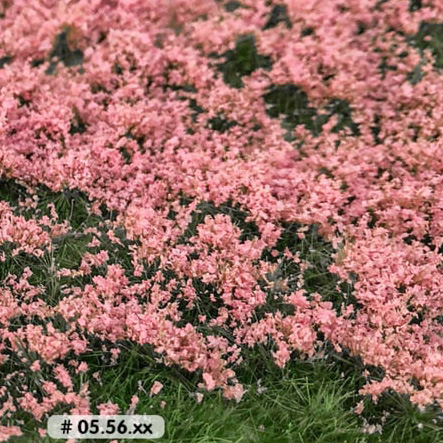 LIGHT PINK PETUNIA FLOWERING TUFTS
