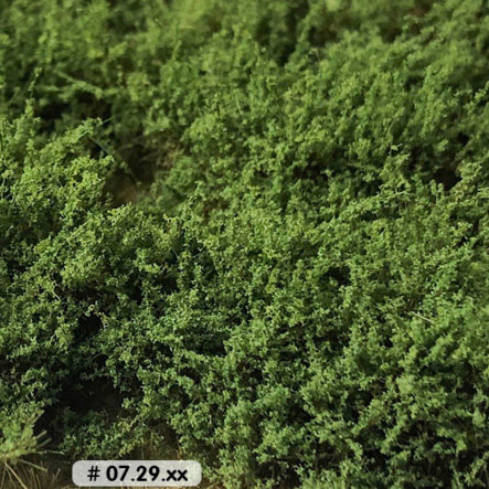 HIGH BUSHES MEDIUM GREEN