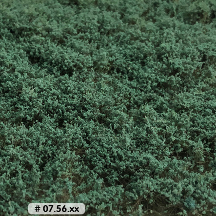 LOW BUSHES SAGE GREEN