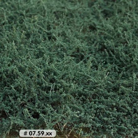 BUSHES SAGE GREEN - HIGH