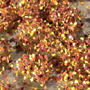 4MM SHORT AUTUMN LEAFY TUFT SILFLORETTES