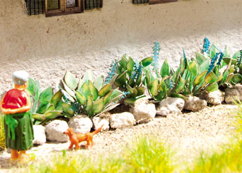 HO LASER-CUT HOSTA/16 PLANTS