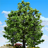 Trees & Tree Kits