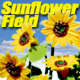 O-SCALE SUNFLOWERS (12)