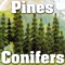 Pines & Evergreens