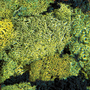1/4 KILO MIXED GREEN LICHEN
