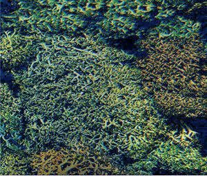 1/4-KILO DARK GREEN LICHEN MIXTURE